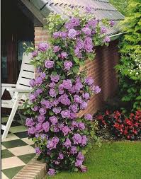 Elegant Climbing Rose Flower Seeds