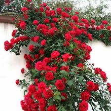 Elegant Climbing Rose Flower Seeds