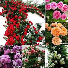 Elegant Climbing Rose Flower Seeds