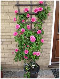 Elegant Climbing Rose Flower Seeds